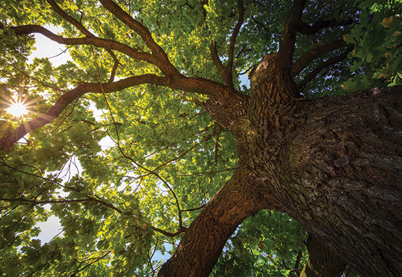 large tree with green leaves viewed from below sunlight shining through branches nature photography 4 seasons beauty